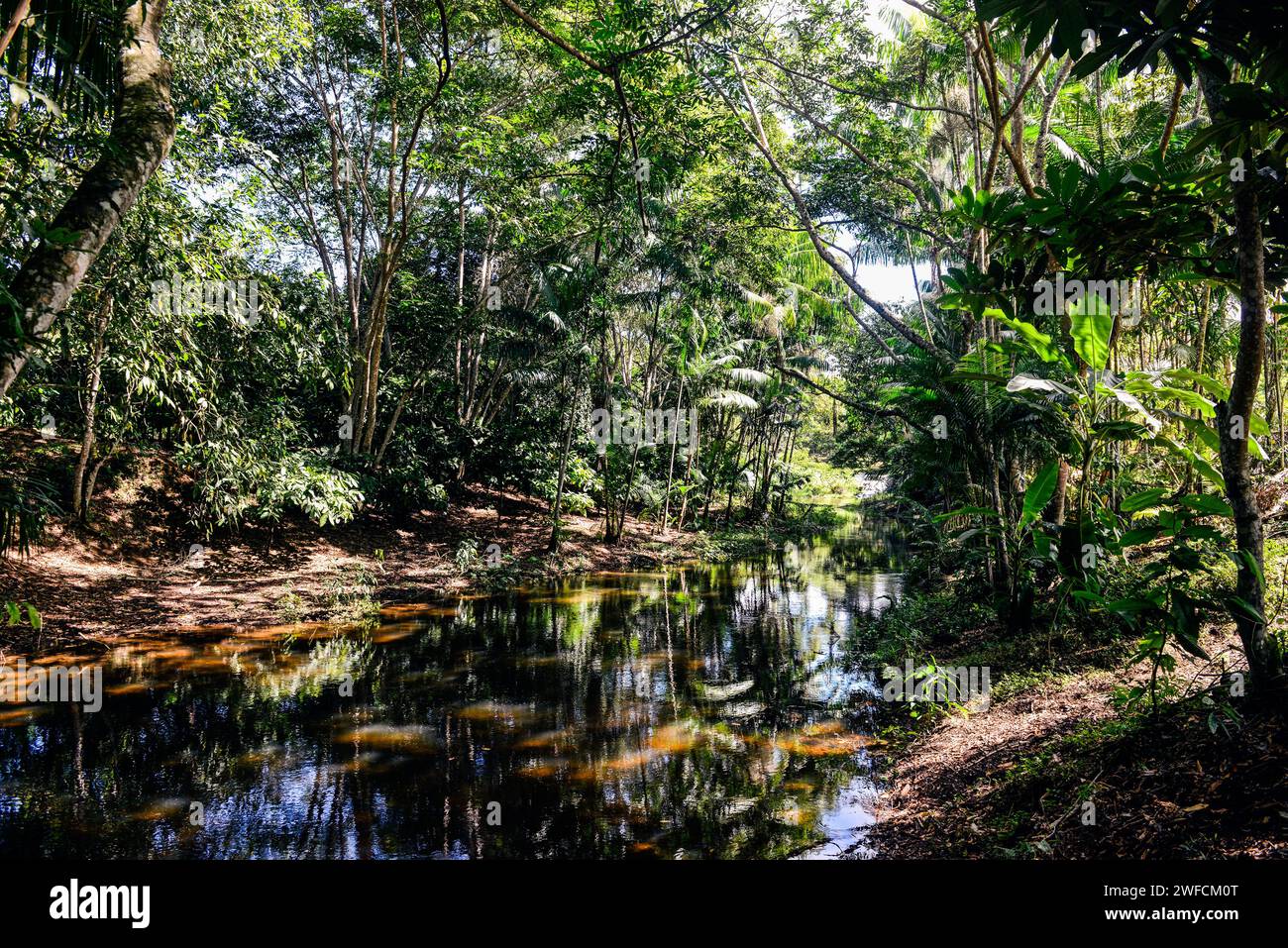 Rivière Aliança dans une zone reboisée dans le système agroforestier de la colonie Terra Vista - route du cacao Banque D'Images