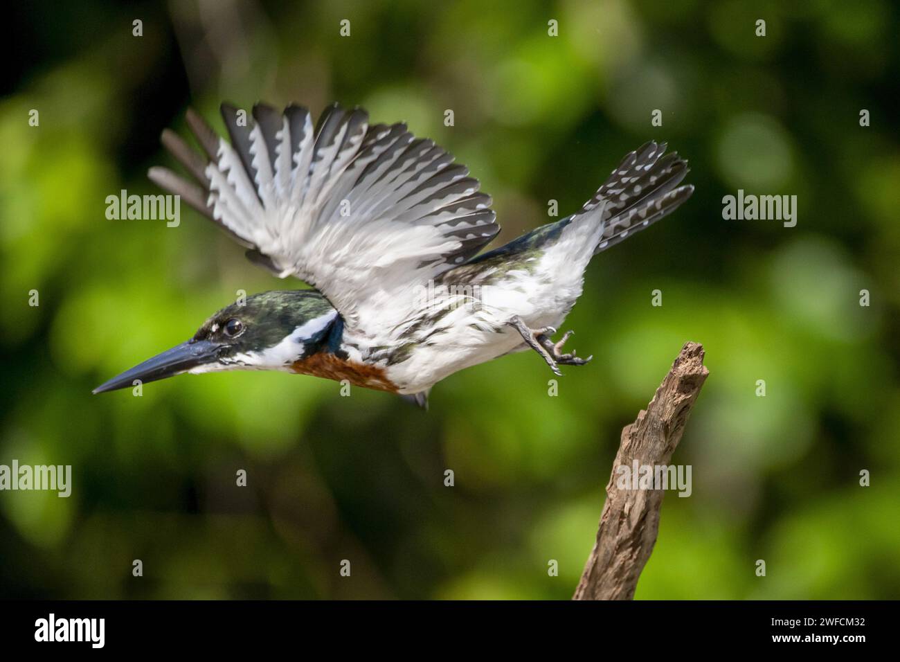 Kingfisher mâle prenant son envol - Banque D'Images