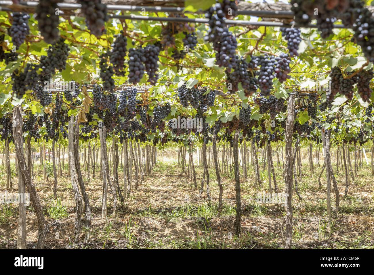Plantation de raisins Victory dans le projet d'irrigation Nilo Coelho N8 - Vallée de São Francisco - Banque D'Images