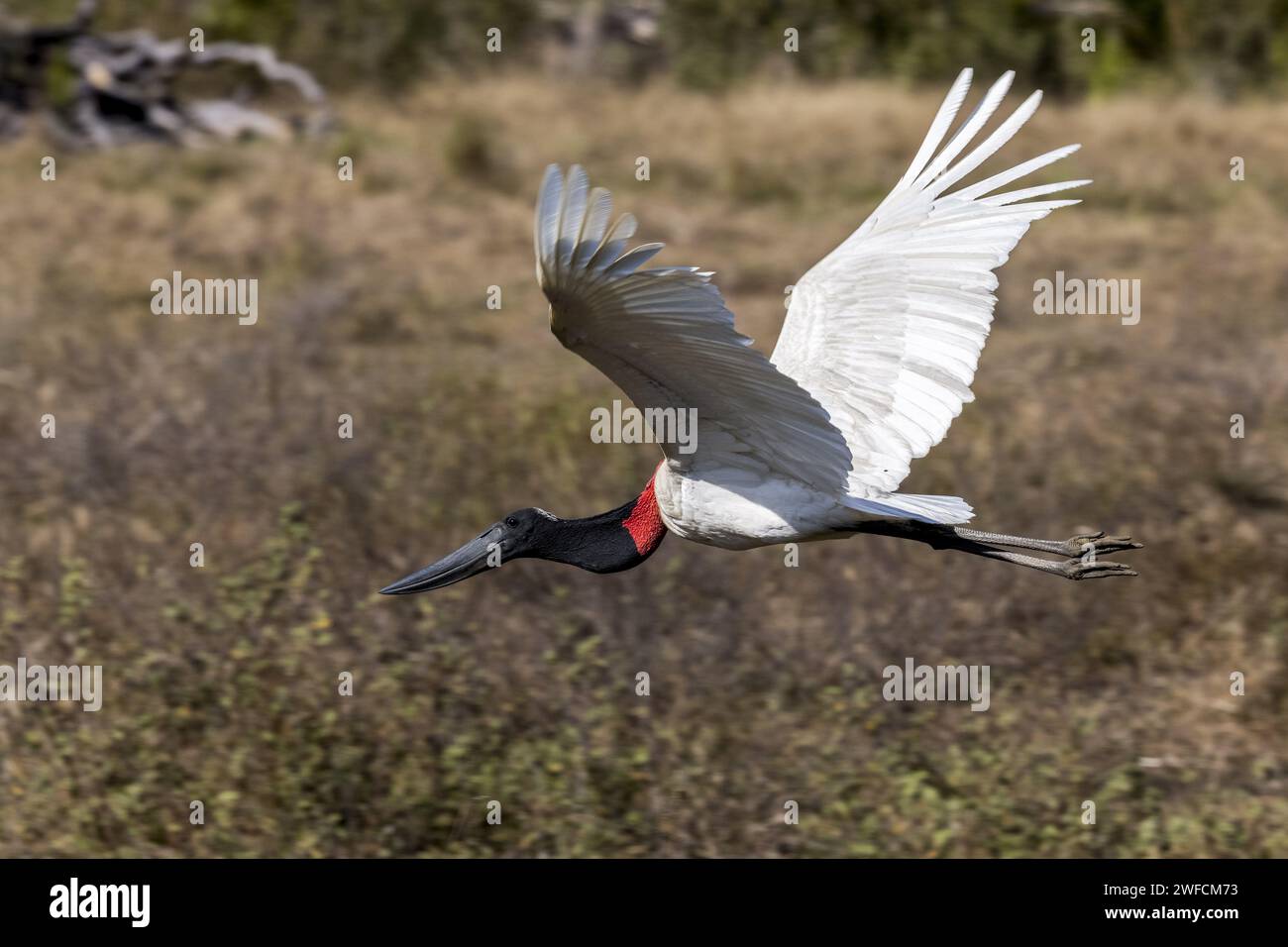Tuiuiú voler dans la zone de reflux pendant la sécheresse dans Pantanal Sul - Banque D'Images