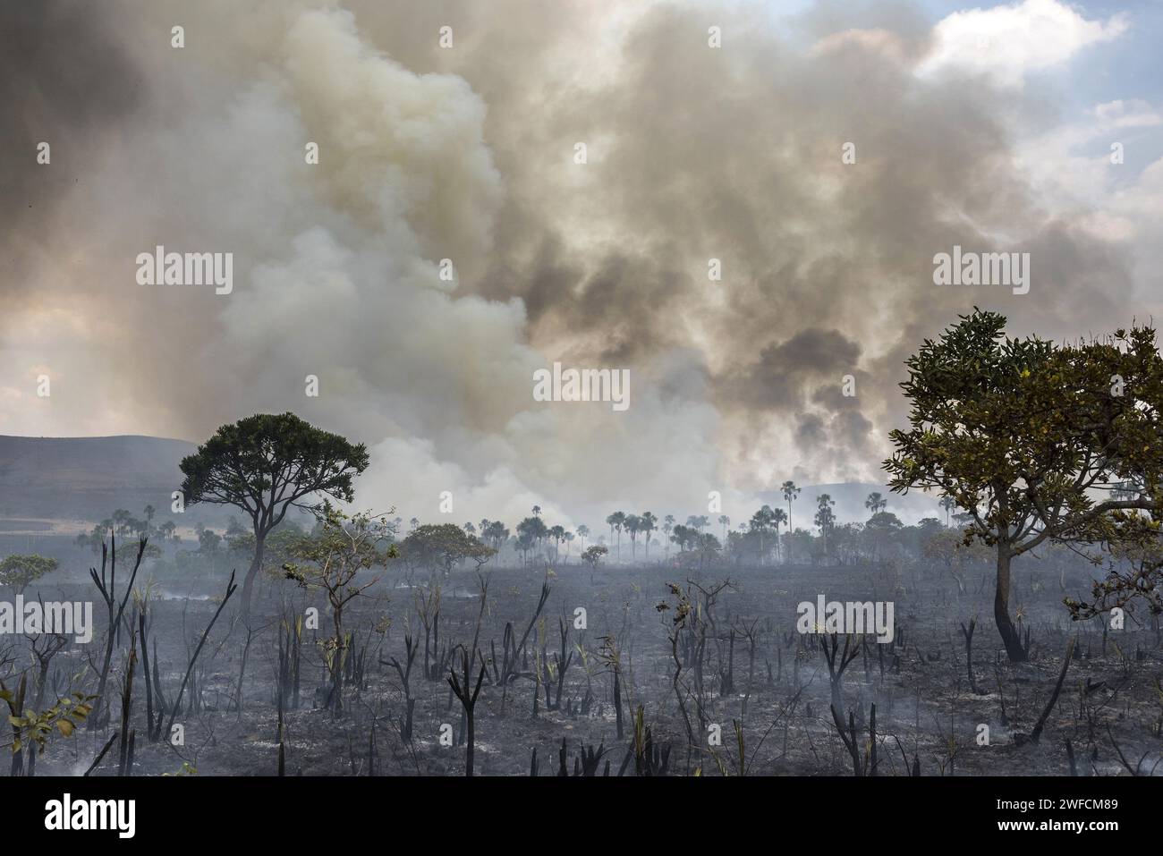 Région indigène cerrado dévastée par le feu pendant la saison sèche - Chapada dos - Banque D'Images