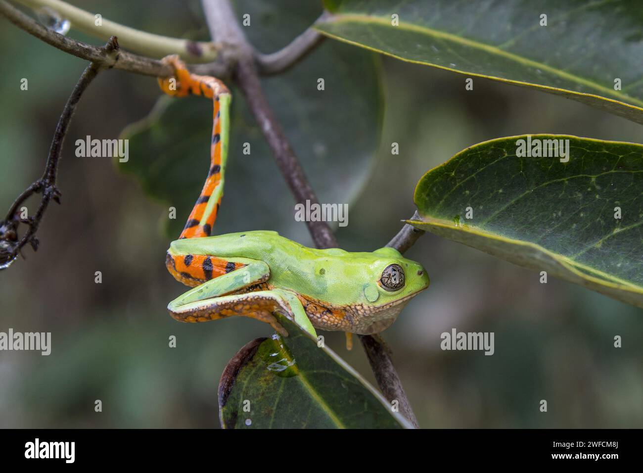 Grenouille de verdure - Réserve naturelle Serra do Tombador - Fondation du Groupe RPPN Boticário - inséré dans la Réserve de biosphère Cerrado du Goyaz - Banque D'Images