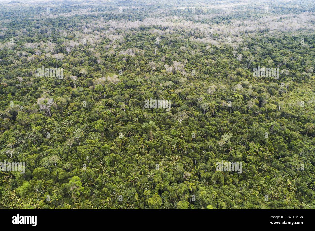 Vue drone de la forêt amazonienne - Forêt nationale de Roraima - Banque D'Images