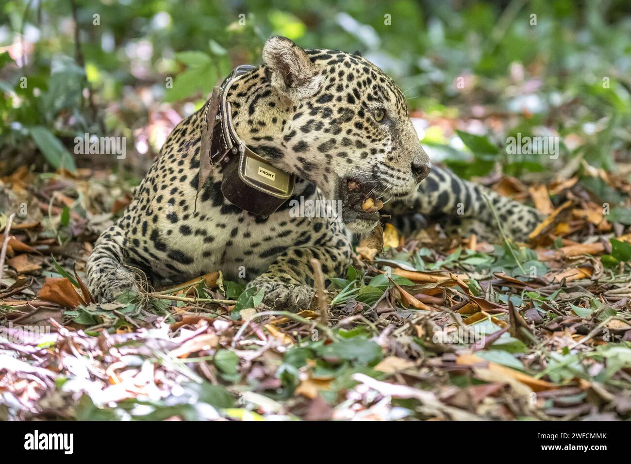 Jaguar se réveille de la sédation après un collier radio pour la surveillance et la recherche scientifique - Station écologique de Maracá-Jipioca - Île de Maracá Banque D'Images