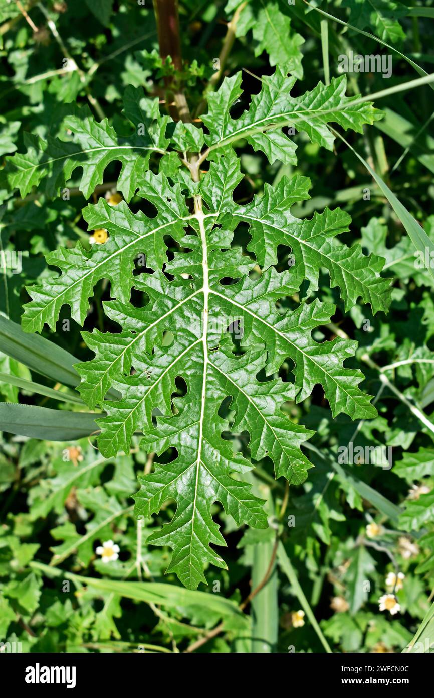 Dorade de nuit collante ou feuille de tomate Litchi (Solanum sisymbriifolium) Banque D'Images