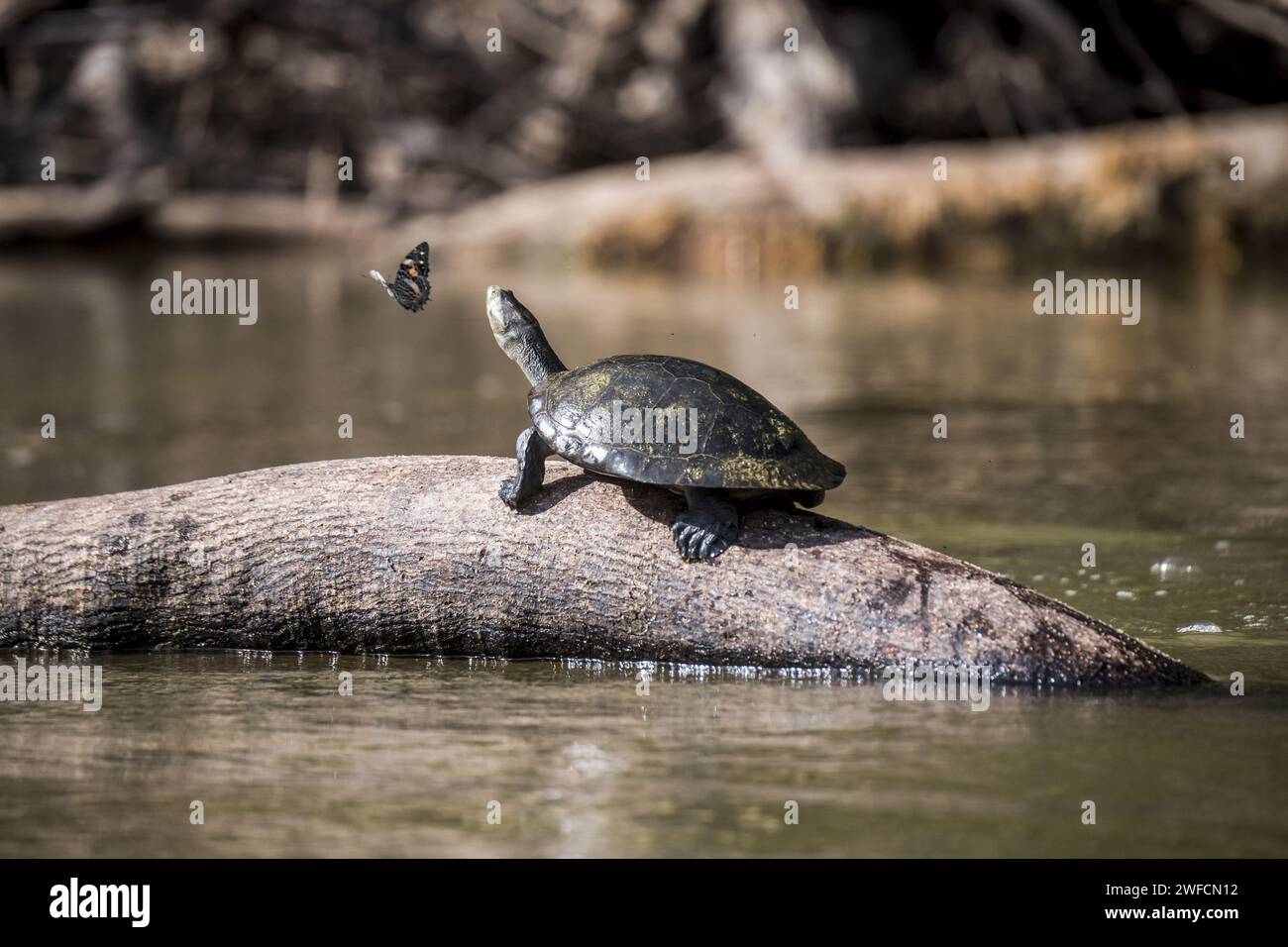 Tracajá et papillon sur la rivière Moa - Parc National de Serra do Divisor - Banque D'Images