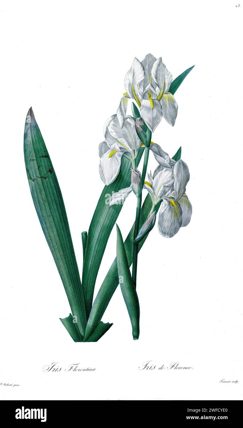 Iris florentina produites sous le patronage de Joséphine Bonaparte, Impératrice de France, les Liliacées de Pierre-Joseph redouté contenaient 503 planches détaillant les différentes espèces végétales de la famille des lys. Produites de 1802 à 1816, les planches sont tirées de la vaste collection de plantes de l’impératrice Joséphine dans ses jardins de Malmaison, où redouté a travaillé comme artiste botanique. Ce folio est souvent considéré comme le chef-d’œuvre de redouté en raison de la portée, de l’ampleur et de la qualité de son contenu. Banque D'Images