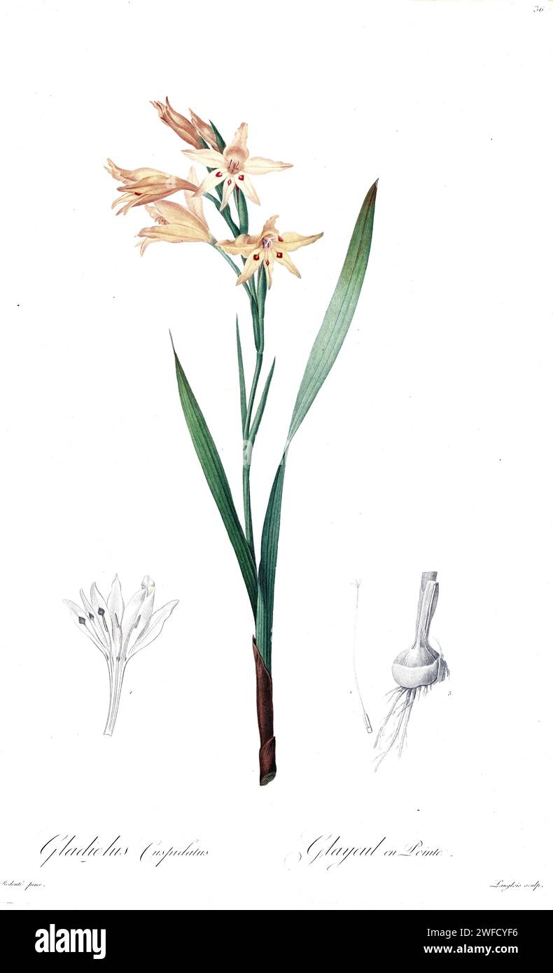 Gladiolus cuspidatus, produit sous le patronage de Joséphine Bonaparte, Impératrice de France, les liacées de Pierre-Joseph redouté contenaient 503 planches détaillant les différentes espèces végétales de la famille des lys et apparentées à celle-ci. Produites de 1802 à 1816, les planches sont tirées de la vaste collection de plantes de l’impératrice Joséphine dans ses jardins de Malmaison, où redouté a travaillé comme artiste botanique. Ce folio est souvent considéré comme le chef-d’œuvre de redouté en raison de la portée, de l’ampleur et de la qualité de son contenu. Banque D'Images