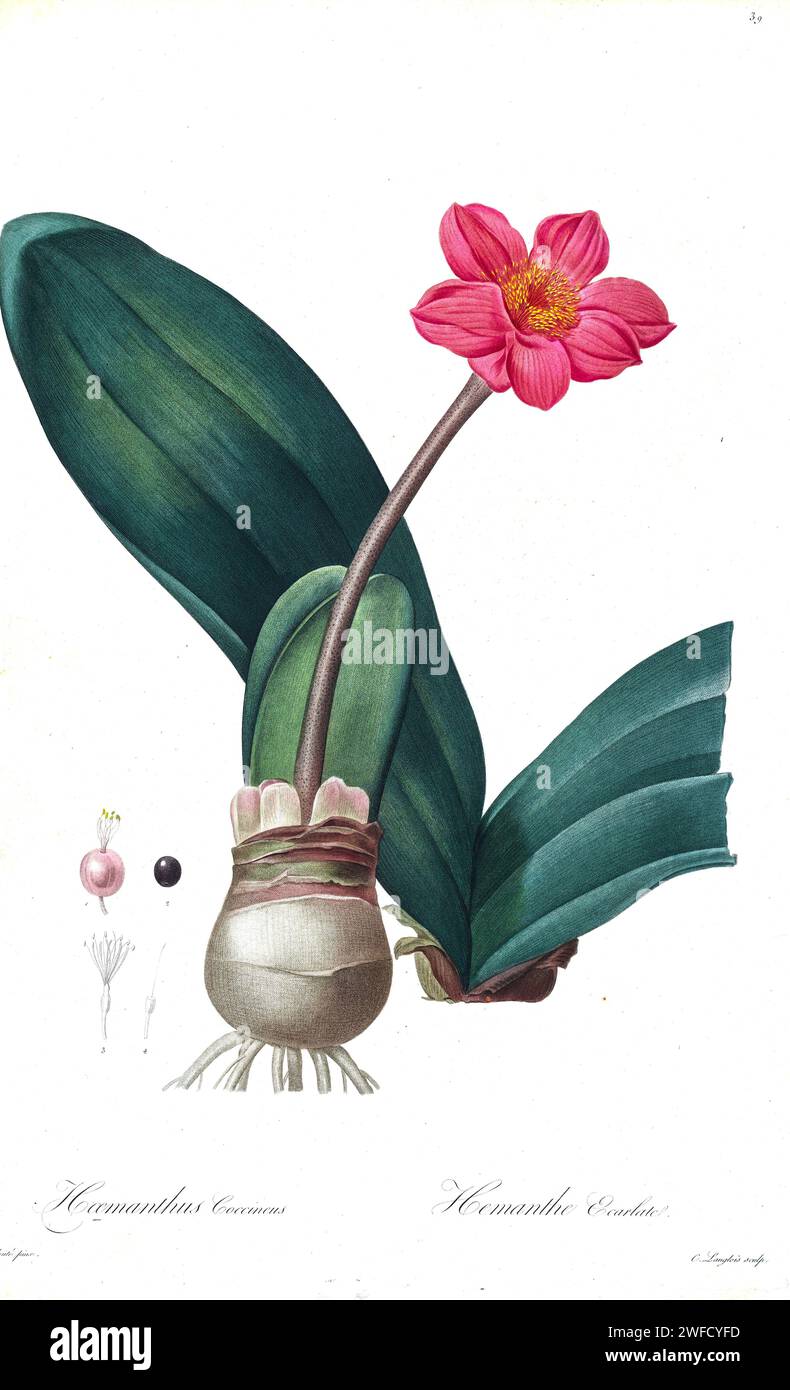 Haemanthus coccineus, la fleur de sang, lis de sang ou lis de pinceau, est une espèce de plante à fleurs de la famille des amaryllidaceae, originaire d'Afrique australe. Produites sous le patronage de Joséphine Bonaparte, Impératrice de France, les Liliacées de Pierre-Joseph redouté contenaient 503 planches détaillant les différentes espèces végétales de la famille des lys et apparentées à celle-ci. Produites de 1802 à 1816, les planches sont tirées de la vaste collection de plantes de l’impératrice Joséphine dans ses jardins de Malmaison, où redouté a travaillé comme artiste botanique. Ce folio est souvent considéré comme le mât de redouté Banque D'Images