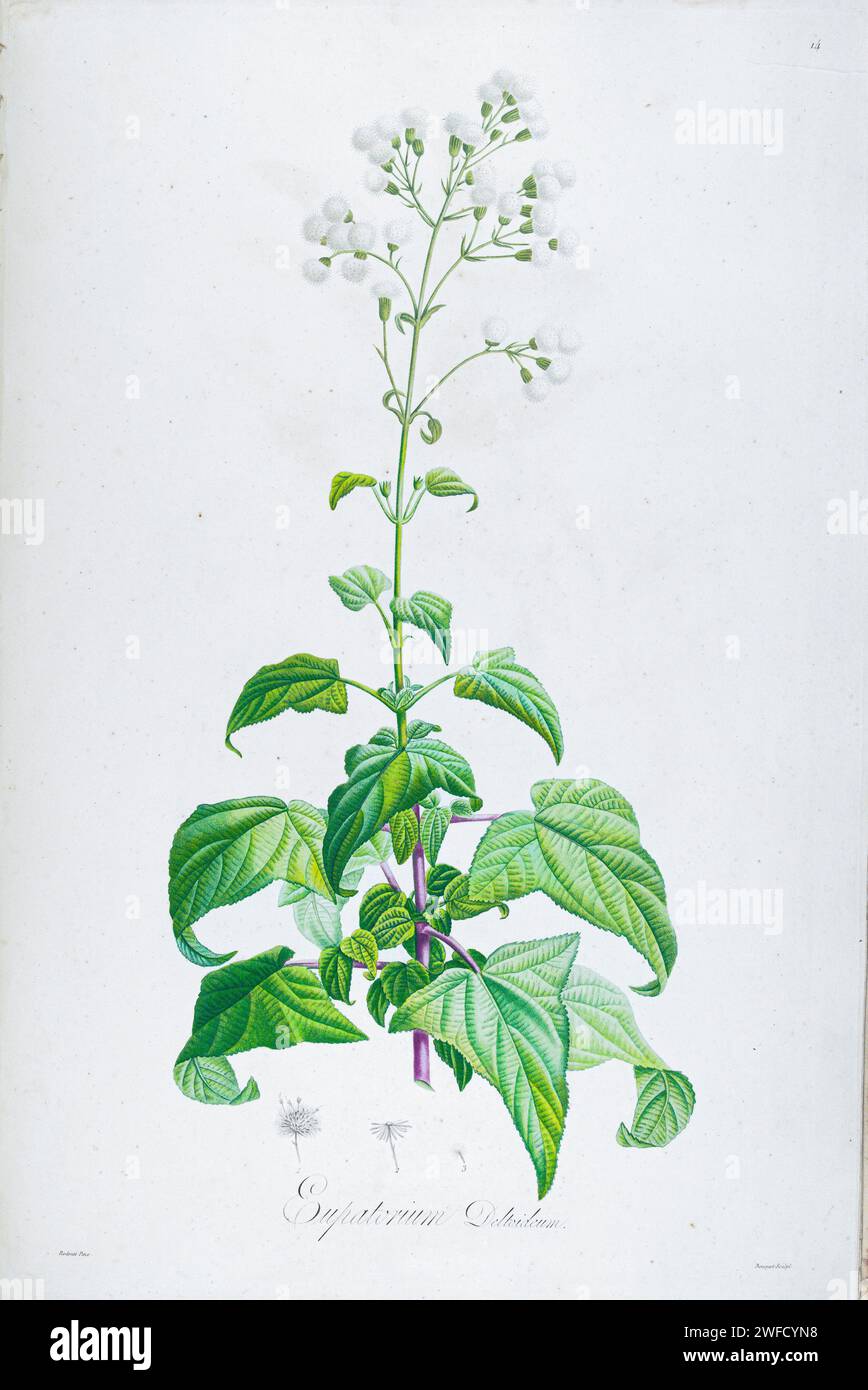 Conoclinium coelestinum, syn Eupatorium deltoideum communément connu sous le nom de busflower bleu, de busflower, d'ageratum sauvage, ou boneset bleu, est une espèce nord-américaine de plantes herbacées à fleurs pérennes de la famille des Asteraceae. Il était autrefois classé dans le genre Eupatorium, mais des analyses phylogénétiques à la fin du 20e siècle ont indiqué que ce genre devrait être divisé, et l'espèce a été reclassée en Conoclinium. Description des plantes rares cultivées en Malmaison et Navarre par aime Bonpland (1773-1858), botaniste français peint à la main par Pierre-Joseph redouté en 1813 Banque D'Images