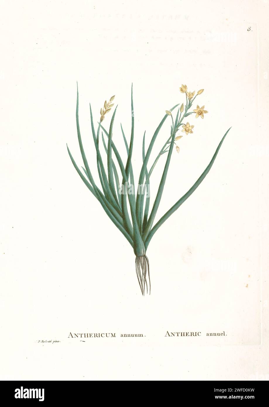 Bulbine annua (L.) Willd. Ici comme Anthericum annuum de Histoire des plantes succulentes [Plantarum historia succulentarum / Histoire des plantes graminées] peint par Pierre-Joseph redouté et décrit par Augustin Pyramus de Candolle Bulbine est un genre de plantes de la famille des Asphodelaceae et de la sous-famille des Asphodeloideae, nommé d'après le tubercule en forme de nombreuses espèces. Il était autrefois placé dans les Liliaceae. On le trouve principalement en Afrique australe, quelques espèces s'étendant en Afrique tropicale et quelques autres en Australie et au Yémen Banque D'Images