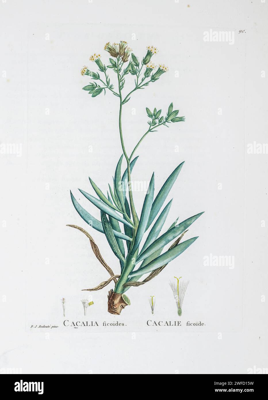 Senecio ficoides (L.) Sch. Bip. Ici comme Cacalia ficoides de Histoire des plantes succulentes [Plantarum historia succulentarum / Histoire des plantes graminées] peint par Pierre-Joseph redouté et décrit par Augustin Pyramus de Candolle 1799 Curio ficoides, syn. Senecio ficoides, également connu sous le nom de gratte-ciel Senecio et Mont Everest Senecio, est une espèce de plante succulente, dans le genre Curio, indigène d'Afrique du Sud. Banque D'Images