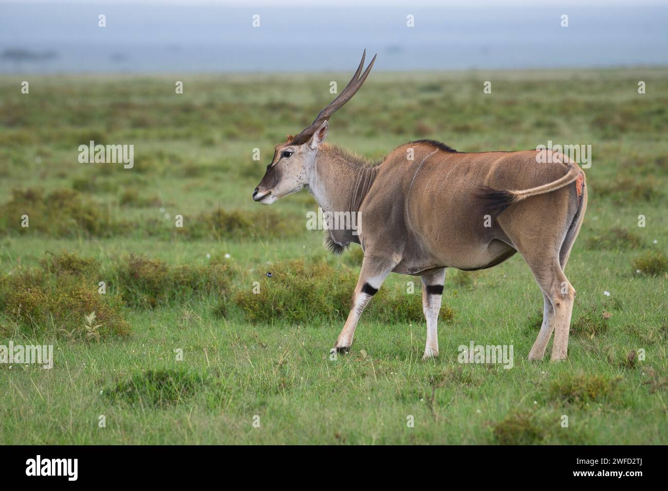 Eland (Tragotragus oryx), Olare Motorogi Conservancy, Mara, Kenya Banque D'Images