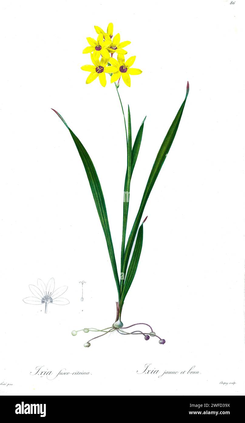 Smokygold Kalossie Ixia fuscocitrina par les liacées de Pierre-Joseph redouté un tome d’espèces végétales de et apparentées à la famille des lys. Produites de 1802 à 1816, les plaques sont tirées de la vaste collection de plantes de l’impératrice Joséphine dans ses jardins à Malmaison, Banque D'Images