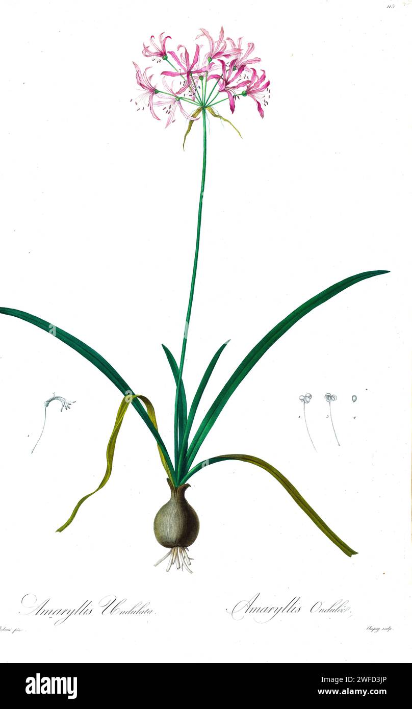 AMARYLLIS UNDULATA par les liacées de Pierre-Joseph redouté un tome d’espèces végétales de et apparentées à la famille des lys. Produites de 1802 à 1816, les plaques sont tirées de la vaste collection de plantes de l’impératrice Joséphine dans ses jardins à Malmaison, Banque D'Images