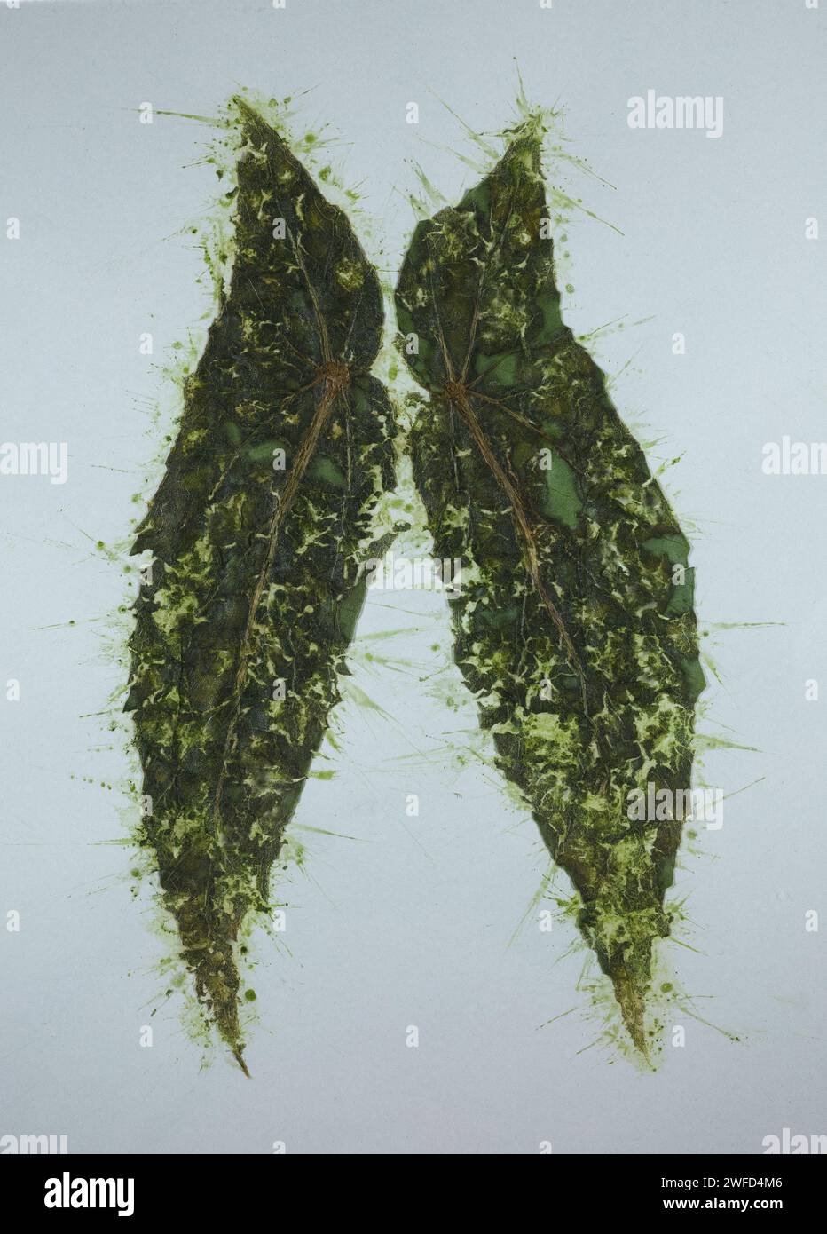 Feuilles écrasées d'une plante de bégonia d'aile d'ange. Banque D'Images