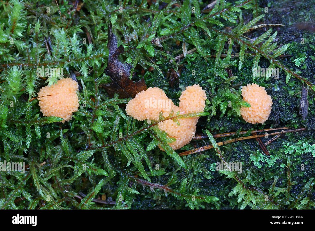 Tubifera ferruginosa, connue sous le nom de moule à chaux de framboise Banque D'Images