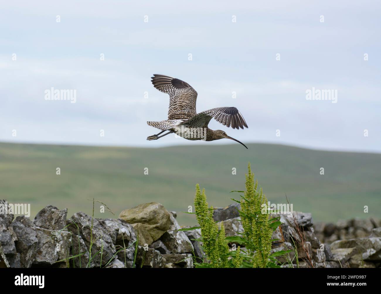 Courlis eurasien Numenius arquata, en vol au-dessus d'un mur de pierre sèche dans les hautes terres de Teesdale, North Pennines, comté de Durham, Angleterre, Royaume-Uni, juin. Banque D'Images