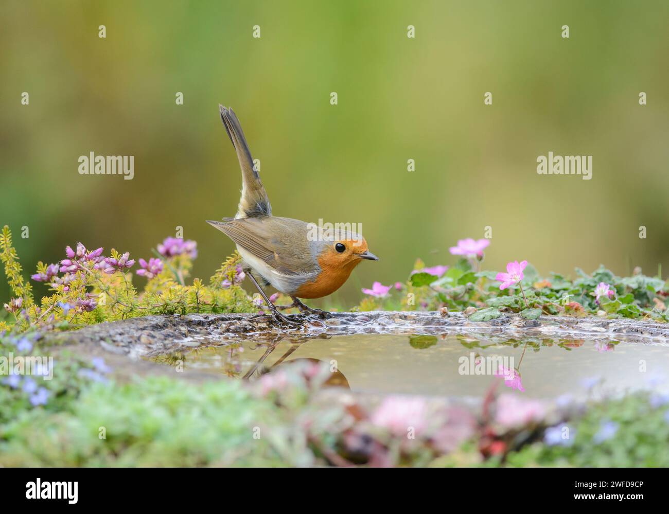 robin Erithacus rubecula européen, perché sur le bord du bain d'oiseaux de jardin, septembre. Banque D'Images