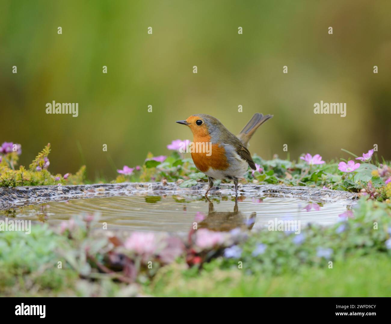 robin Erithacus rubecula européen, debout dans le bain d'oiseaux de jardin, septembre. Banque D'Images