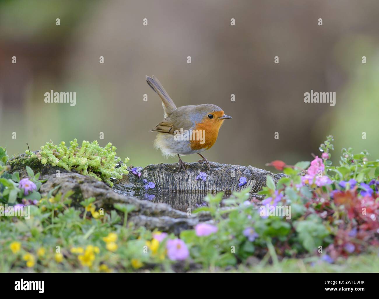 robin Erithacus rubecula européen, perché sur le bord du bain d'oiseau de jardin, avril. Banque D'Images