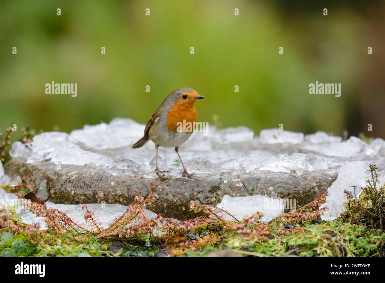 robin Erithacus rubecula européen, perché sur le bain d'oiseaux dans le jardin avec de la glace brisée, novembre. Banque D'Images