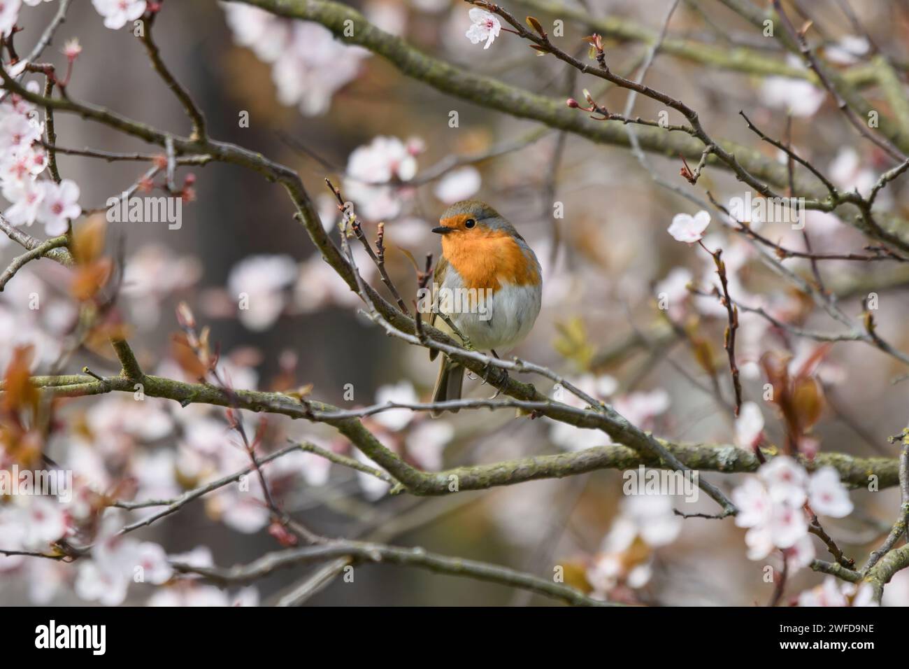 robin Erithacus rubecula, perché dans un cerisier en fleurs, mars. Banque D'Images