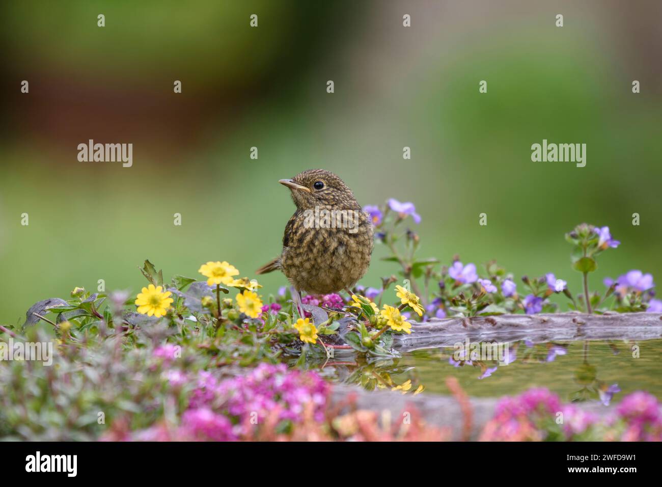robin Erithacus rubecula européen, juvénile perché dans des fleurs au bord du bain d'oiseau de jardin, mai. Banque D'Images