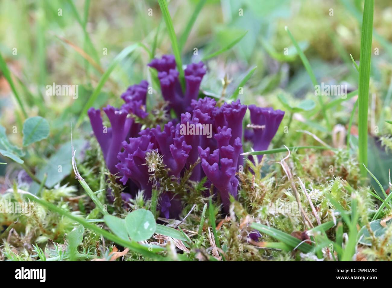 Clavaria zollingeri, aussi appelé Clavaria lavandula, communément appelé corail violet ou corail magenta, champignon sauvage de Finlande Banque D'Images