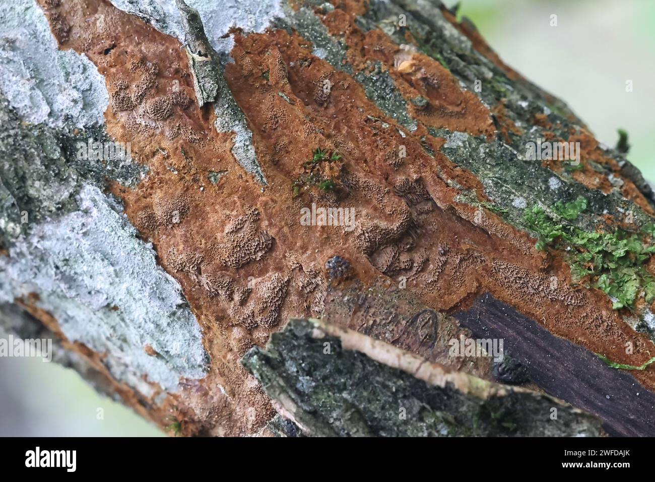 Phellinus ferruginosus, également appelé Fuscoporia ferruginosa, communément appelé rouille du pore rouillée, champignon polypore originaire de Finlande Banque D'Images