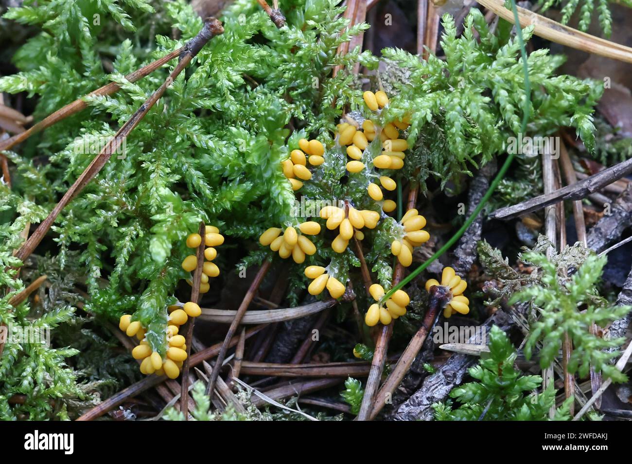 Leocarpus fragilis, communément connu sous le nom de moisissure de l'œuf d'insecte ou moisissure de la coquille d'œuf Banque D'Images