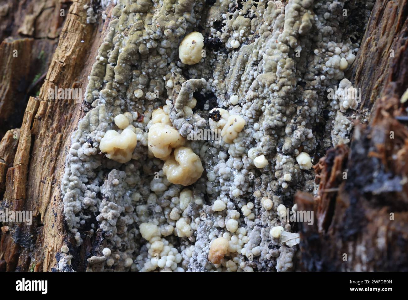 Nodulisporium cecidiogenes, un mycoparasite du champignon de pourriture humide, Coniophora puteana, champignon de Finlande Banque D'Images