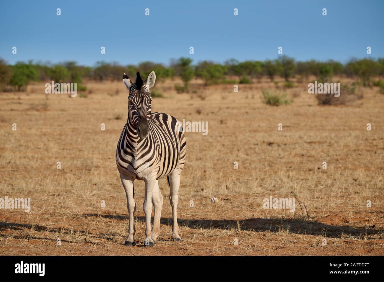Zèbre des plaines ou zèbre de Burchell (Equus quagga burchellii), Parc national d'Etosha, Namibie, Afrique Banque D'Images