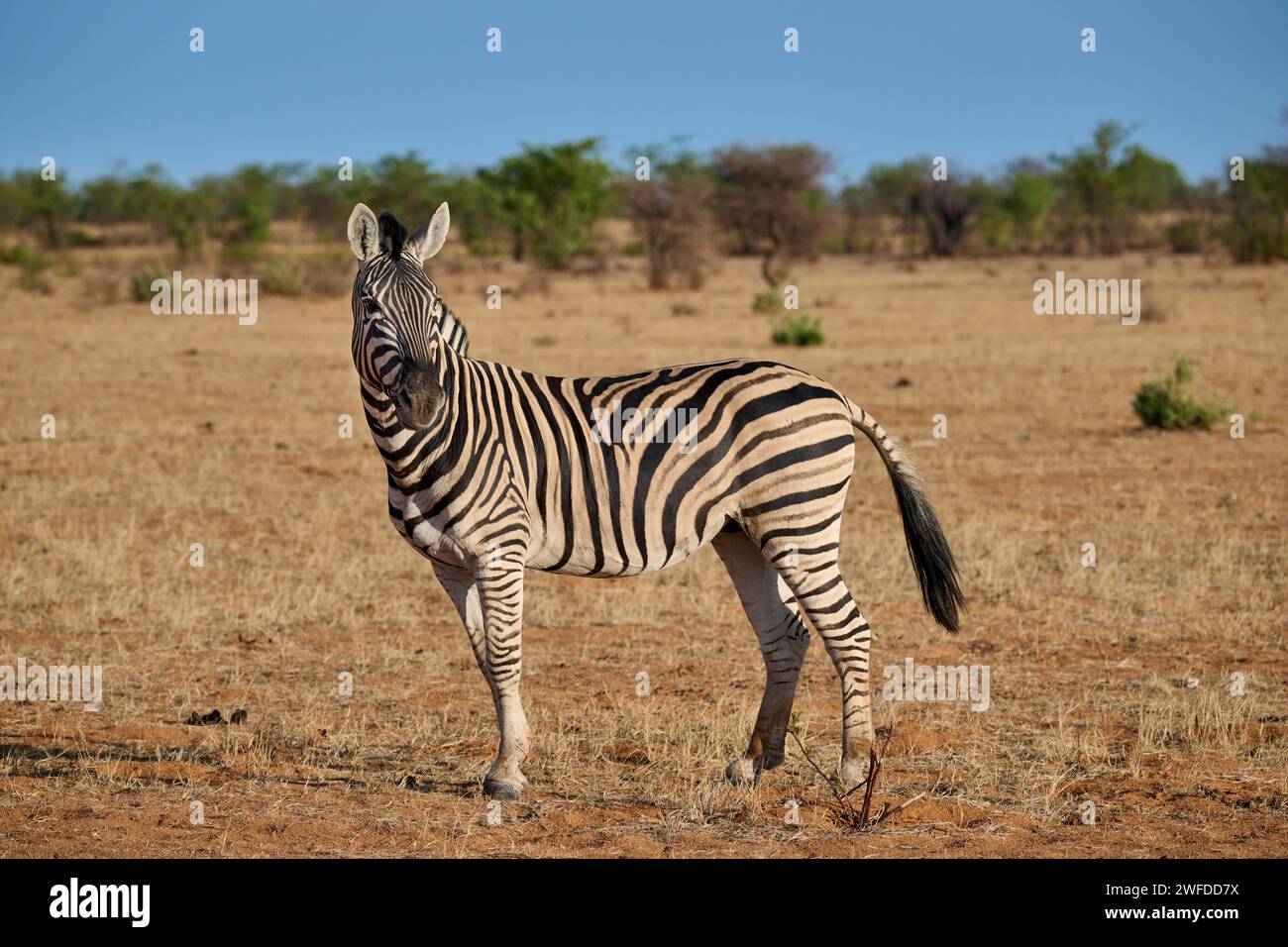 Zèbre des plaines ou zèbre de Burchell (Equus quagga burchellii), Parc national d'Etosha, Namibie, Afrique Banque D'Images