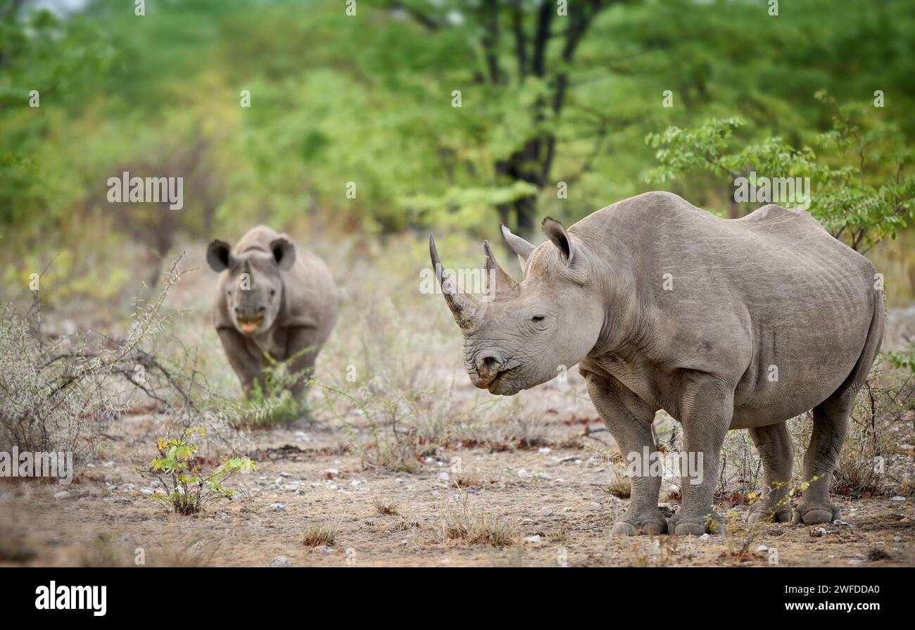 Rhinocéros noir (Diceros bicornis) mère mièvre jeune, Parc national d'Etosha, Namibie, Afrique Banque D'Images