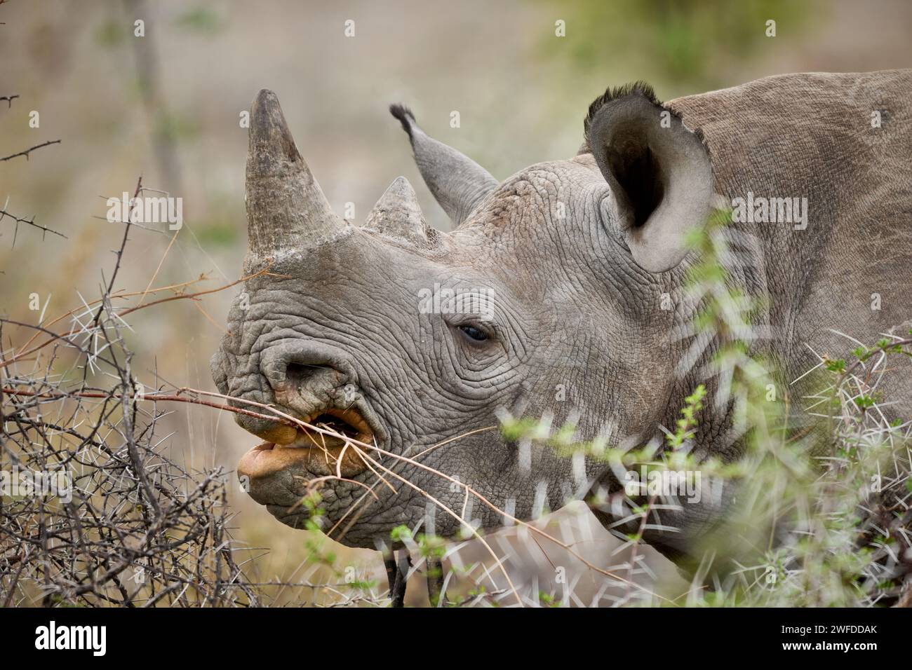 Nourrir les jeunes rhinocéros noirs (Diceros bicornis), Parc national d'Etosha, Namibie, Afrique Banque D'Images