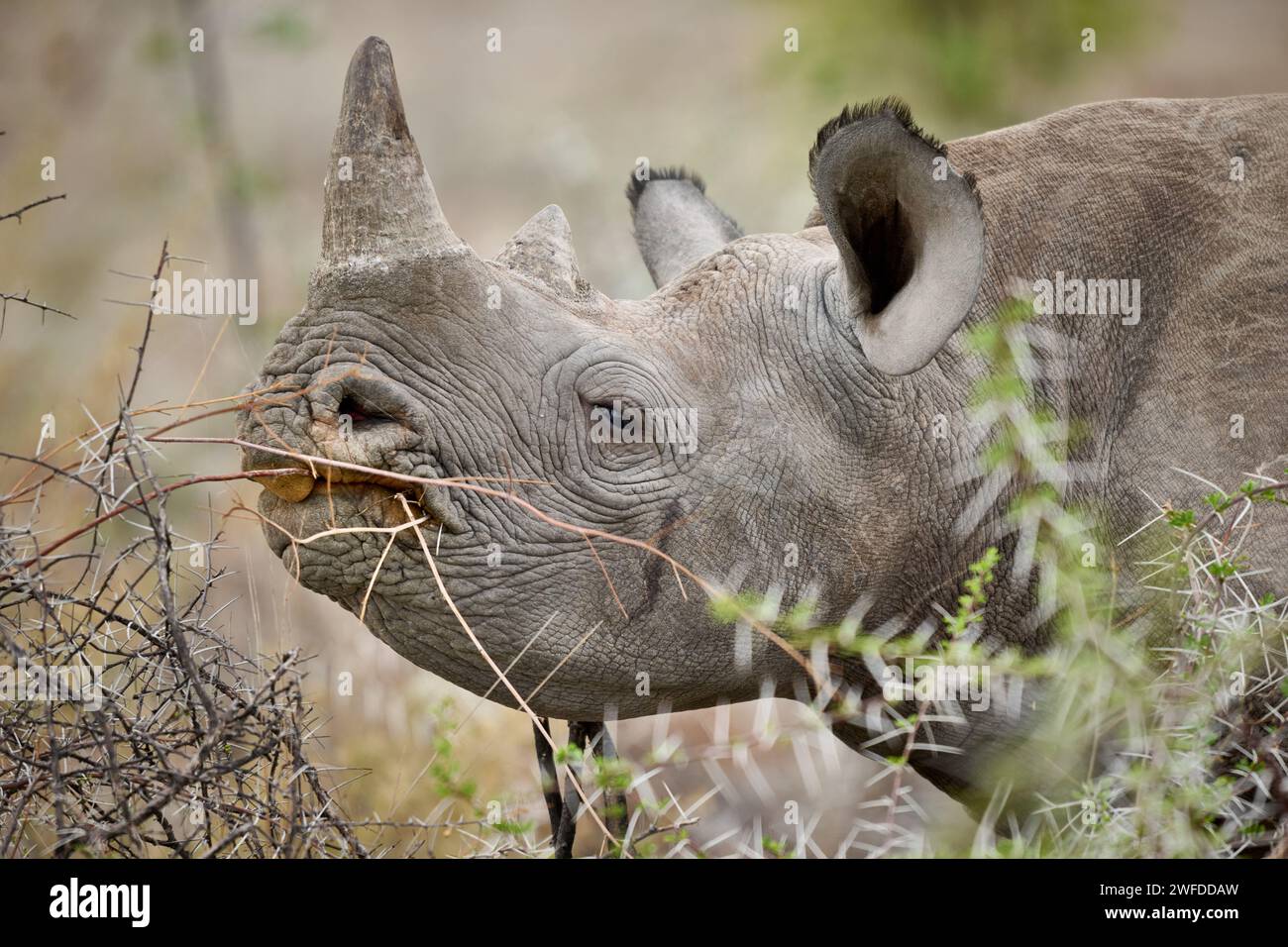 Nourrir les jeunes rhinocéros noirs (Diceros bicornis), Parc national d'Etosha, Namibie, Afrique Banque D'Images