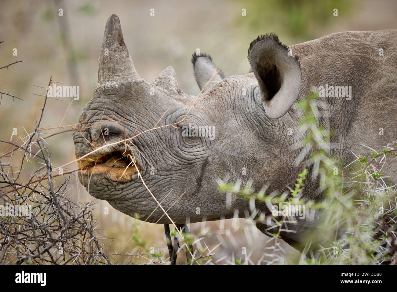 Nourrir les jeunes rhinocéros noirs (Diceros bicornis), Parc national d'Etosha, Namibie, Afrique Banque D'Images