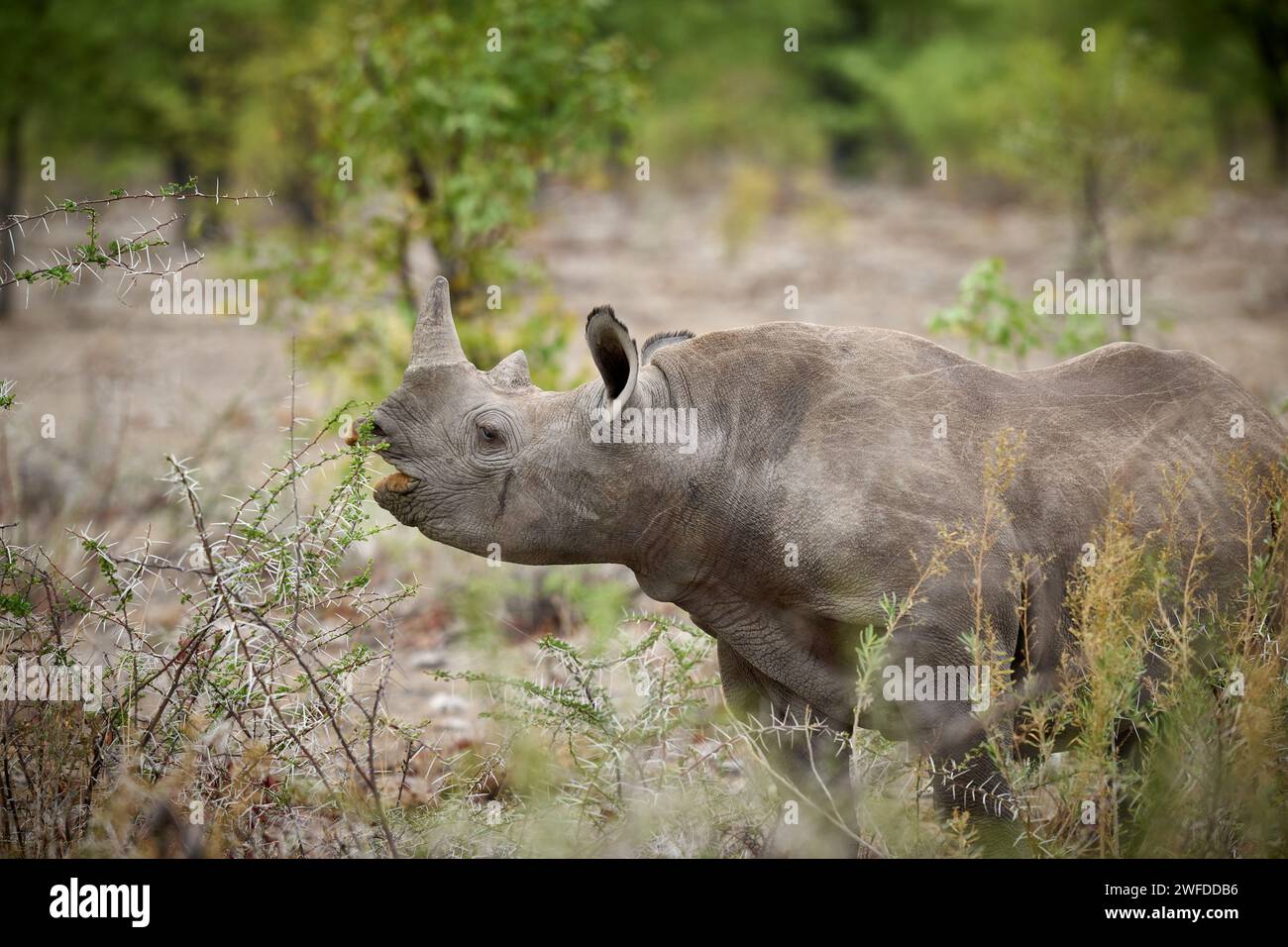 Nourrir les jeunes rhinocéros noirs (Diceros bicornis), Parc national d'Etosha, Namibie, Afrique Banque D'Images