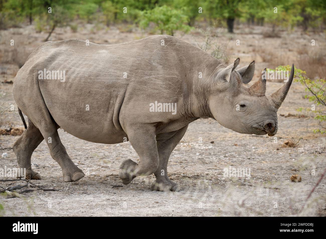Le rhinocéros noir (Diceros bicornis), Etosha National Park, Namibie, Afrique Banque D'Images