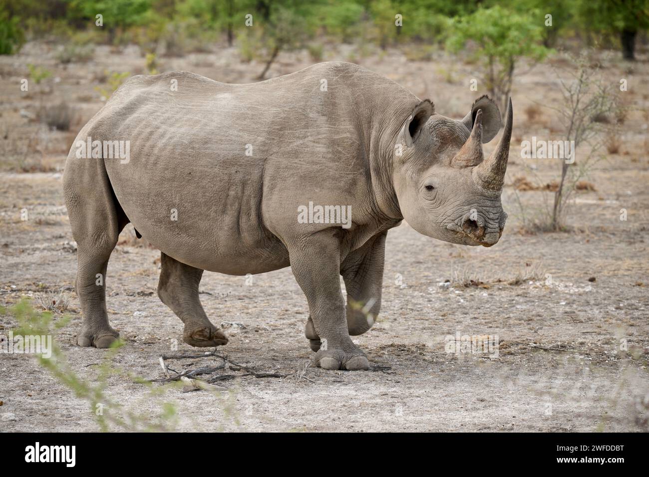 Le rhinocéros noir (Diceros bicornis), Etosha National Park, Namibie, Afrique Banque D'Images