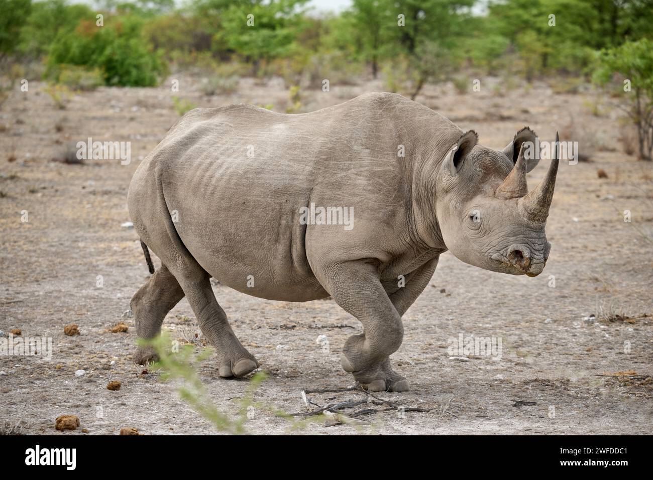 Le rhinocéros noir (Diceros bicornis), Etosha National Park, Namibie, Afrique Banque D'Images