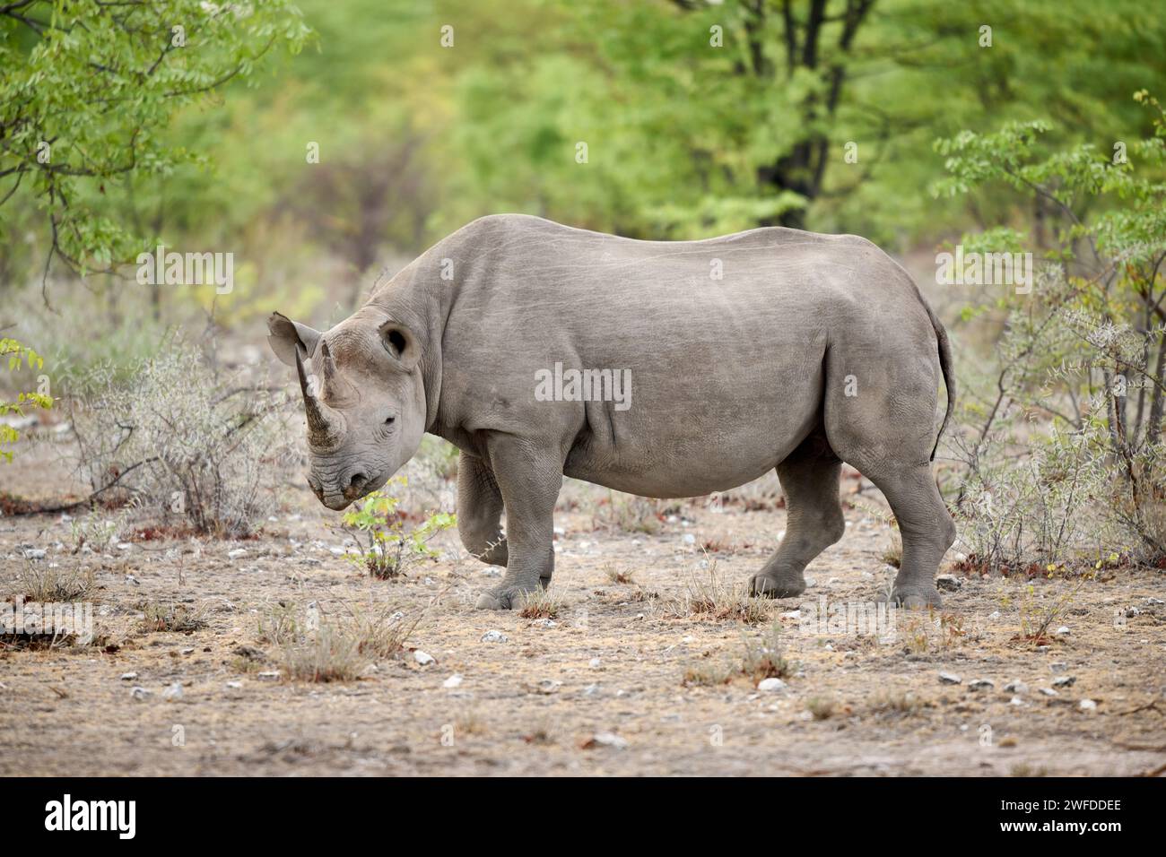 Le rhinocéros noir (Diceros bicornis), Etosha National Park, Namibie, Afrique Banque D'Images