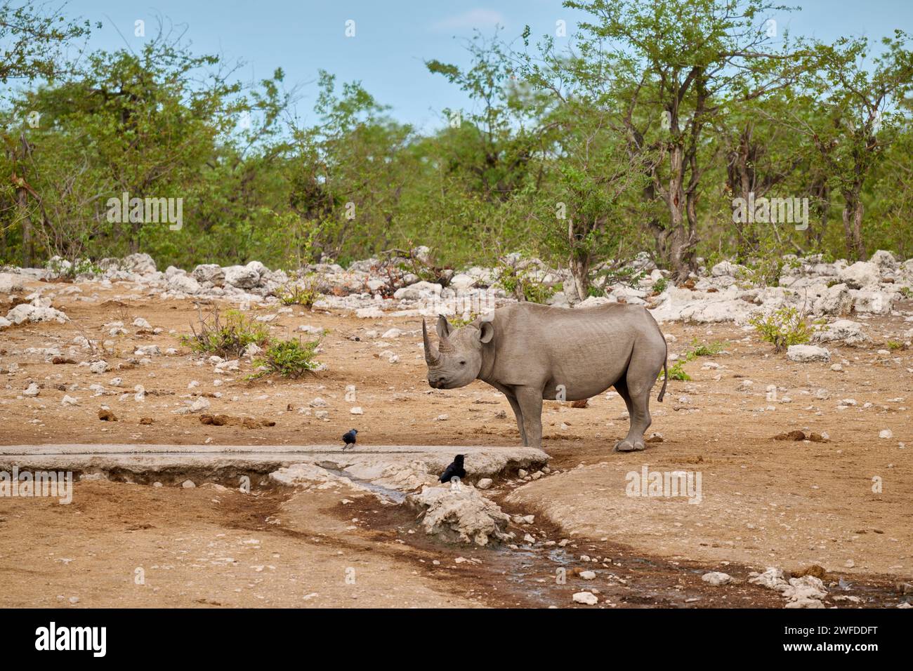 Rhinocéros noir (Diceros bicornis) au point d'eau, parc national d'Etosha, Namibie, Afrique Banque D'Images