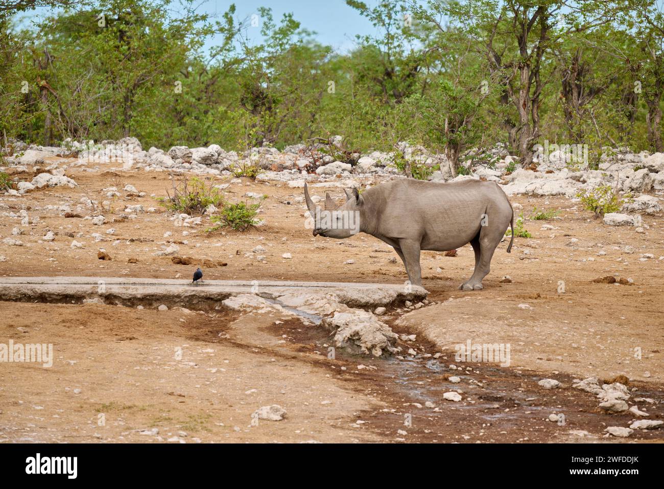 Rhinocéros noir (Diceros bicornis) au point d'eau, parc national d'Etosha, Namibie, Afrique Banque D'Images