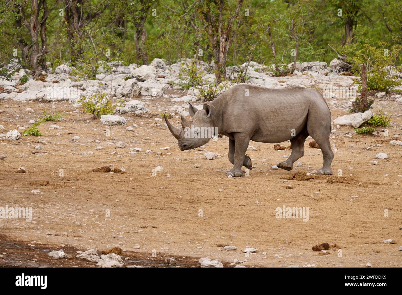 Le rhinocéros noir (Diceros bicornis), Etosha National Park, Namibie, Afrique Banque D'Images