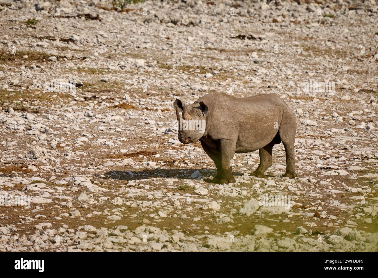 Le rhinocéros noir (Diceros bicornis), Etosha National Park, Namibie, Afrique Banque D'Images