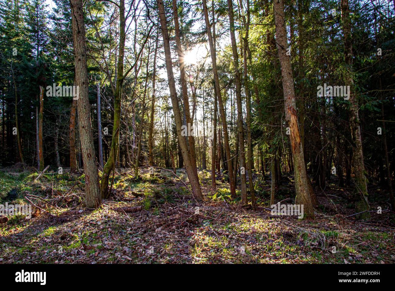 Beau soleil hivernal à travers les grands arbres de Templeton Woods à Dundee, en Écosse Banque D'Images