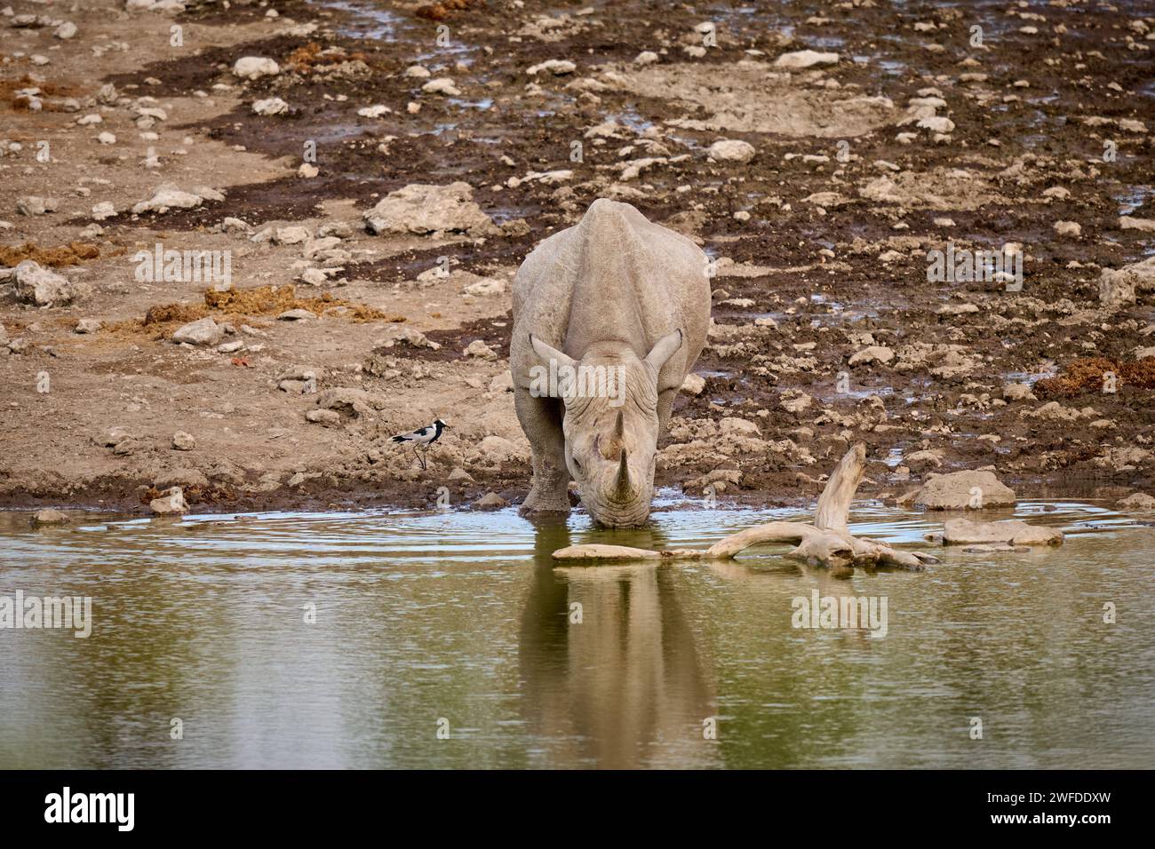 Rhinocéros noir (Diceros bicornis) au point d'eau, parc national d'Etosha, Namibie, Afrique Banque D'Images
