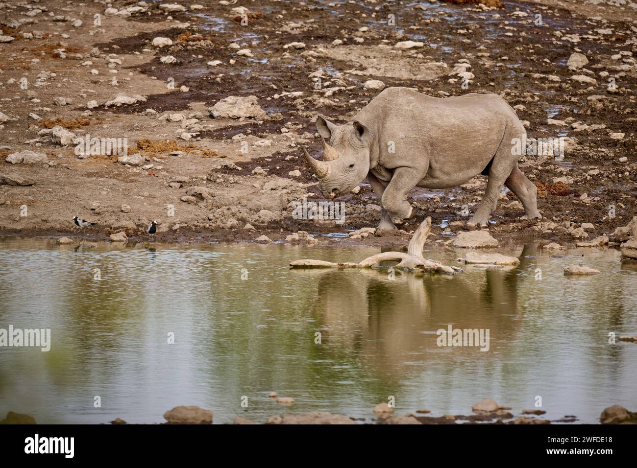 Rhinocéros noir (Diceros bicornis) au point d'eau, parc national d'Etosha, Namibie, Afrique Banque D'Images